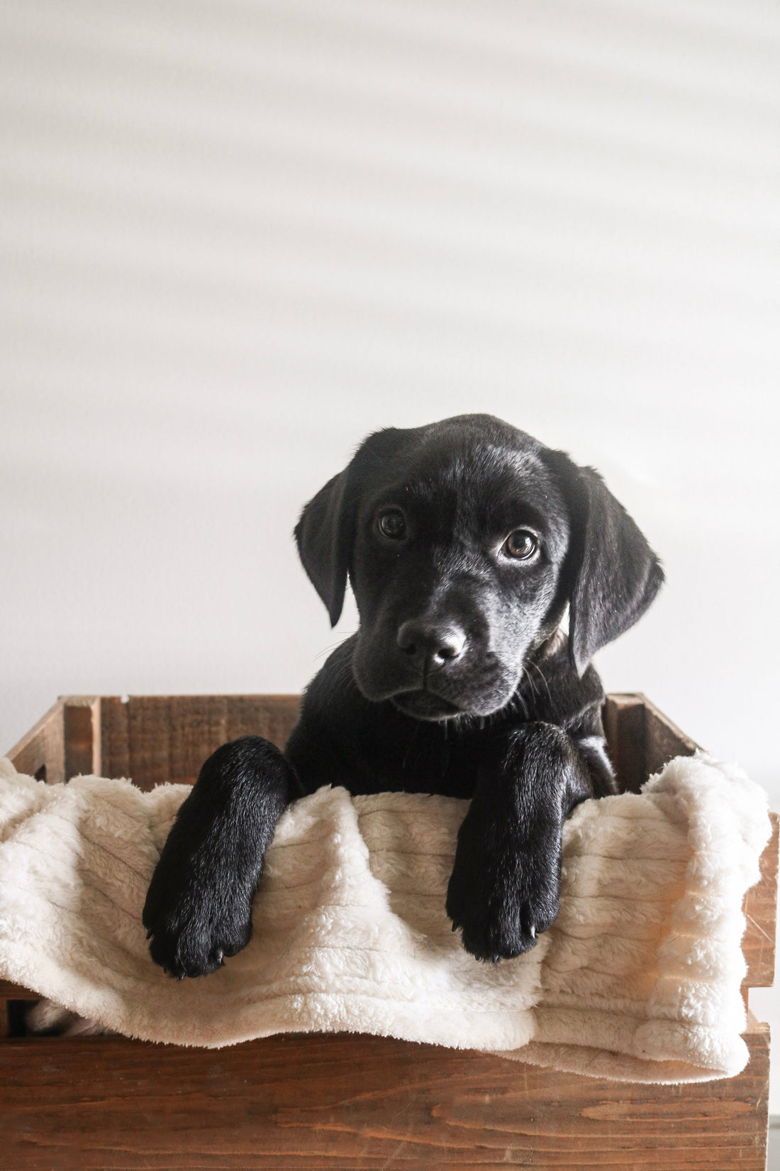 November is Pet Diabetes Month: What Every Pet Parent Should Know